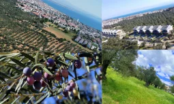 Edremit Satılık Zeytinlik Arayışımda Toprağın Dilini Nasıl Öğrendim?