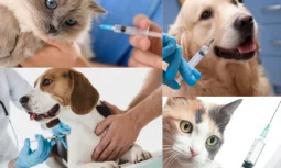 Veteriner Aşı Fiyatları Nasıl Belirlenir?