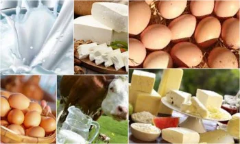 Gezen Tavuk ve Doğal Yumurta Siparişlerimiz Vardır