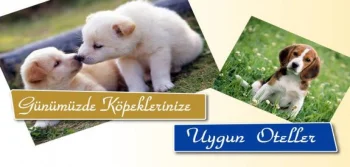 Günümüzde Köpeklerinize Uygun Oteller