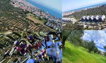 Edremit Satılık Zeytinlik Arayışımda Toprağın Dilini Nasıl Öğrendim?