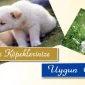 Günümüzde Köpeklerinize Uygun Oteller