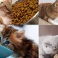 Ucuz Ve Kaliteli Kedi Maması Nerede Bulunur?