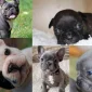 French Bulldog Yavruları