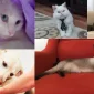 Köpeklerde Beslenme Nasıl Olmalıdır?